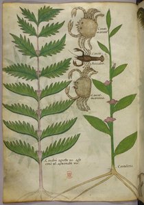 Botanische Illustration von Krabben und einem Skorpion, ca. 1440
