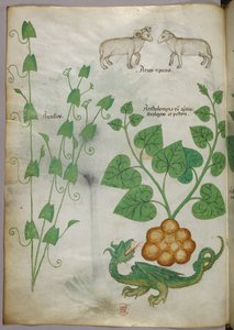 Botanische Illustration von Pflanzen, einem Drachen und Schafen, um 1440 von Italian School