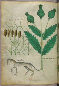 Botanische Illustration von Pflanzen und einem Panther, um 1440 von Italian School