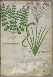 Botanische Illustration von Pflanzen und einer Schlange, ca. 1440