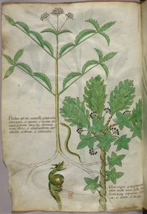 Botanische Illustration von Pflanzen und einer Schlange, um 1440