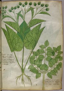 Botanische Illustration von Pflanzen, um 1440 von Italian School