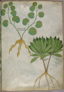 Botanische Illustration von Pflanzen, um 1440 von Italian School