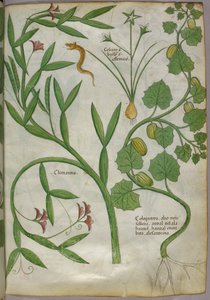 Botanische Illustration von Pflanzen, einschließlich einer Clematis, und einer Schlange, um 1440