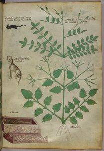Botanische Illustration von Pflanzen mit einem Leoparden, einer Maus und einer Leiche, ca. 1440