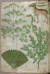 Botanische Illustration von Pflanzen, einer Schlange und einem Hirsch, um 1440