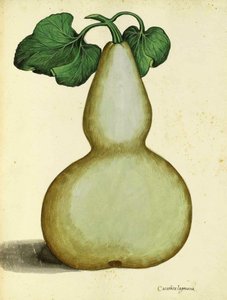 Kalebasse von Ulisse Aldrovandi