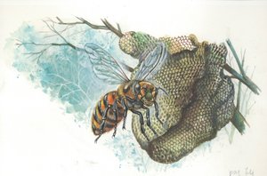 Europäische Honigkönigin am Bienenstock