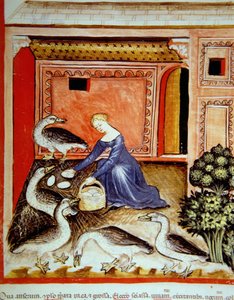 Gänsezucht, Illustration aus Tacuinum Sanitatis Codex Vindobonensis
