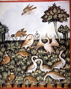 Fol.69v Enten und Gänse, Illustration aus 