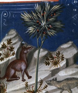 Fuchs und Wolf, Illustration aus "Codex Justianus", 1350