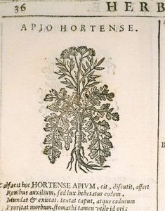 Gartenpetersilie (Petroselinum crispum), Gravur von Castore Durante