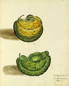 Erbstück-Kürbis von Ulisse Aldrovandi von Italian School