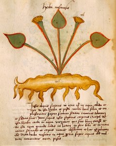 Herba Nasturzio von Orgione Rizzardo