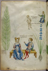 Illustration von Ackerschachtelhalm und Iris; Figuren, die Aspekte der menschlichen Sexualität darstellen, um 1440