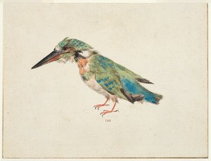 Eisvogel von Italian School
