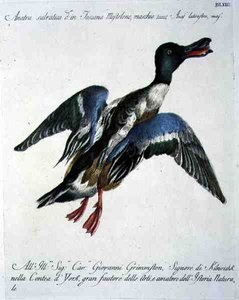 Stockente im Flug, ca. 1767-76 (handkolorierte Gravur) von Italian School