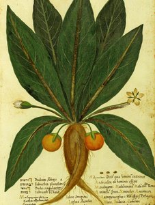 Alraune von Ulisse Aldrovandi von Italian School