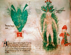 Heilpflanzen: Darstellung der Alraune. Ein Hund, der an der Wurzel befestigt ist, ermöglicht es, sie aus dem Boden zu ziehen. Tafel aus einem medizinischen Traktat des 14. Jahrhunderts Padua, Universitätsbibliothek Italien