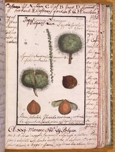 Ms 115 Kastanie, aus Dizionario di Botanica von Italian School