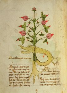 Herba Chavalaritas Romana, spätes 15. Jahrhundert