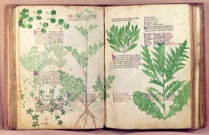 Pflanzen aus De Herbis von Manfredus de Monte Imperiali