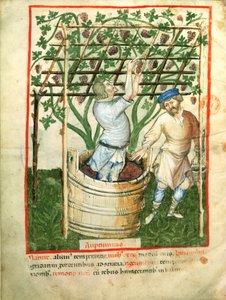 Trauben sammeln und pressen, aus Tacuinum Sanitatis, ca. 1390-1400