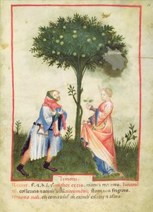 Nouv Acq Lat 1673 fol.18 Ernte von Zitronen, aus Tacuinum Sanitatis, ca. 1390-1400 von Italian School