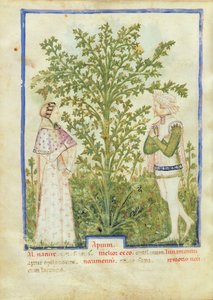 Sellerie, aus Tacuinum Sanitatis, ca. 1390-1400 von Italian School