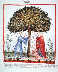 Nova 2644 fol.15v Jujuben sammeln, aus Tacuinum Sanitatis Codex Vindobonensis