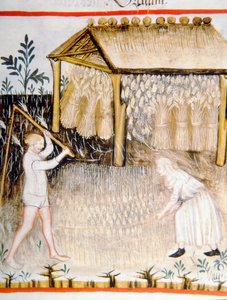 Nova 2644 fol.44r Gerste dreschen, aus Tacuinum Sanitatis