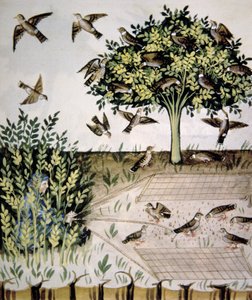 Turteltauben, Illustration aus Tacuinum Sanitatis Codex Vindobonensis