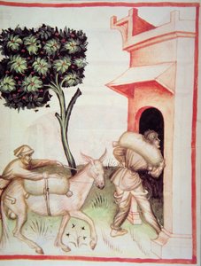 Nova 2644 fol.91v Olivenöl: Transport der Oliven, aus Tacuinum Sanitatis von Italian School