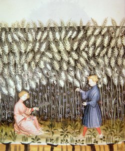 Ernte von Weizen, aus Tacuinum Sanitatis