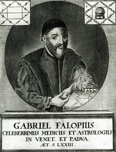 Porträt von Gabriel Fallopius von Italian School