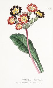 Primula Elatior, Tafel XV, aus "L