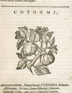 Quitte (Cydonia oblonga), Gravur von Castore Durante von Italian School