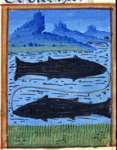 Fischzeichen. Italienisches Horoskop, Mitte des 15. Jahrhunderts.