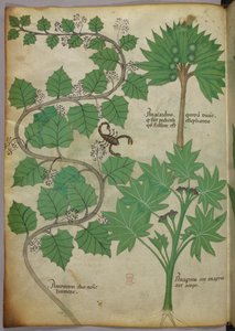 Sloane 4016 f.3v Botanische Illustration, ca. 1440 von Italian School