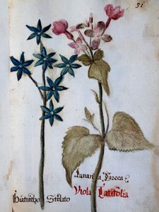 Sternhyazinthe und Viola rubella var latifolia aus Delineation of Flowers of Villa Vendramin von Italian School