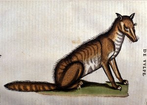 Der Fuchs, Illustration aus Historia Animalium von Conrad Gesner, 1560 von Italian School