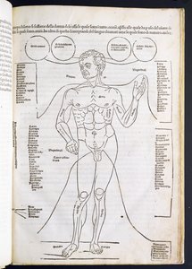 Die männliche Anatomie, aus Fasciculus Medicinae von Johannes de Ketham, 15.-16. Jahrhundert von Italian School