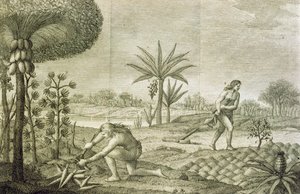 Verschiedene Gemüsekulturen der Indianer der Becken des Orinoco und des Amazonas (Maranon) von Italian School