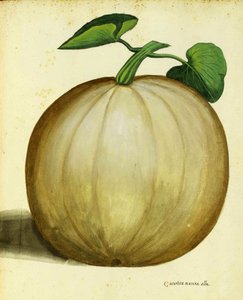 Weißer Kürbis von Ulisse Aldrovandi