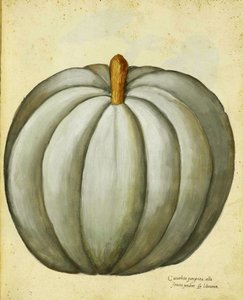 Weißer Kürbis von Ulisse Aldrovandi