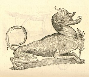 Illustration von Canis monstroso capite aus Aldrovandis Geschichte der Monster, 1642