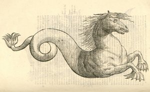 Illustration von Equus marinus monstrosus aus Aldrovandis Geschichte der Monster, 1642 von Italian School