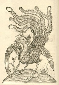 Illustration von Gallus Indicus auritus tridactylus aus Aldrovandis Geschichte der Monster, 1642 von Italian School
