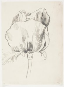 Mohn