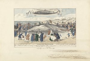 Pottwal gestrandet bei Egmond aan Zee, 1764 von J.A. Visser